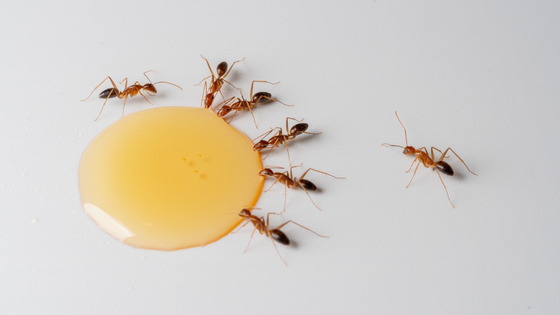 El truco de la miel para acabar con las hormigas de forma rápida