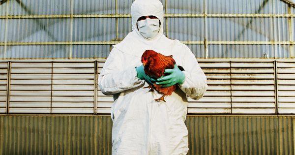 ALERTA | China confirmó el primer contagio humano de gripe aviar H3N8, ¿Cuáles son los síntomas de la nueva enfermedad?