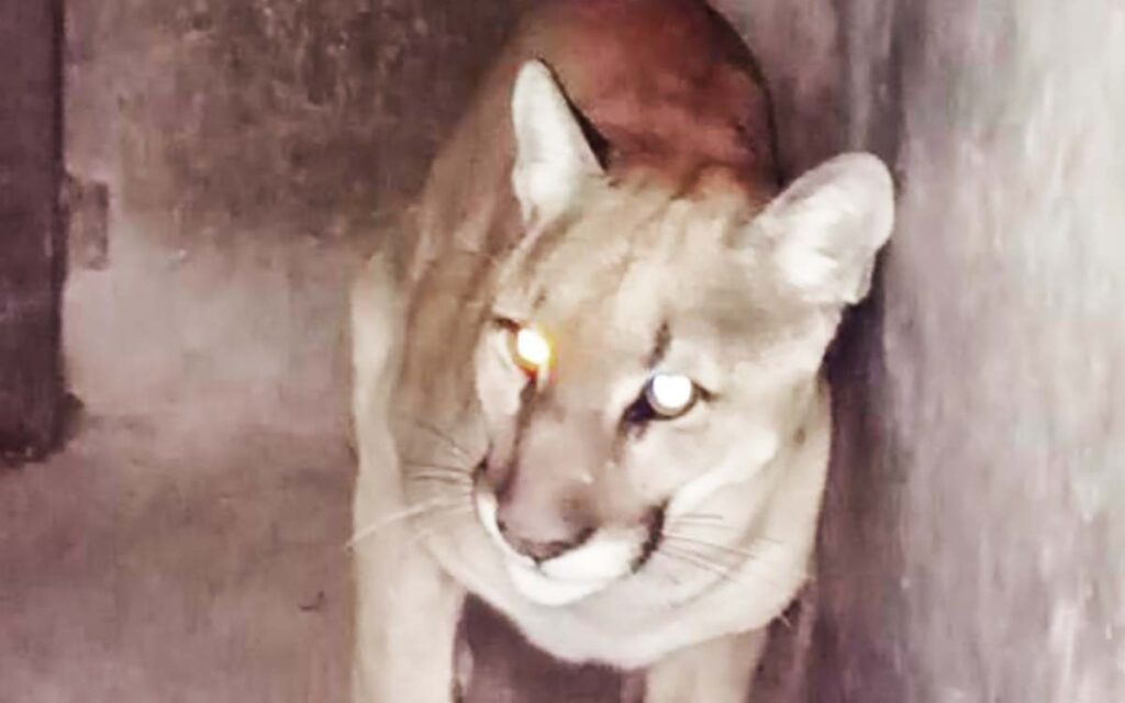 Así fue el rescate de un puma que deambulaba en calles de Tlaxcala