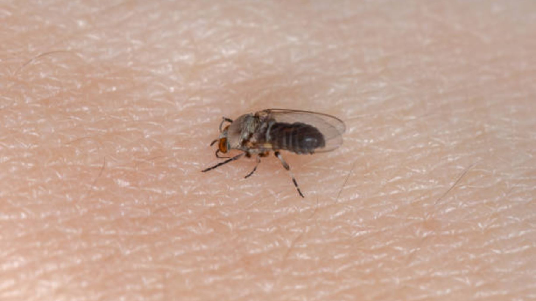 Cómo es la mosca negra y qué enfermedades provoca su picadura