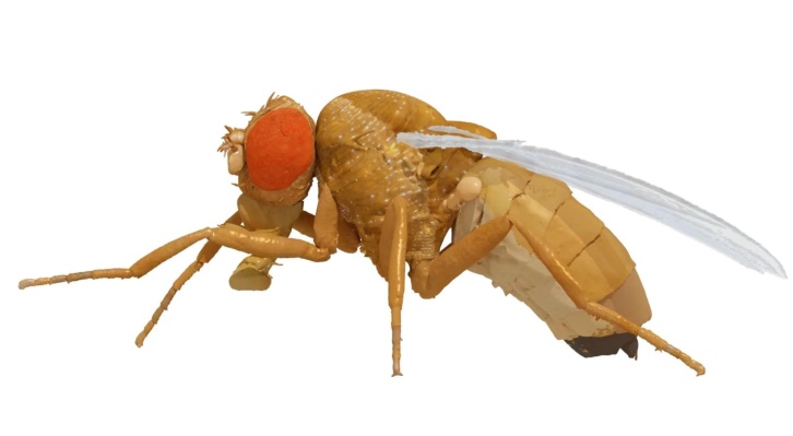 Contempla NeuroMechFly, el mejor simulador de moscas de la fruta hasta la fecha