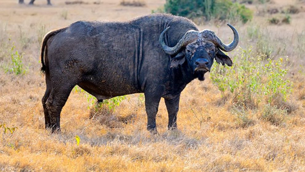 Curiosidades del búfalo africano