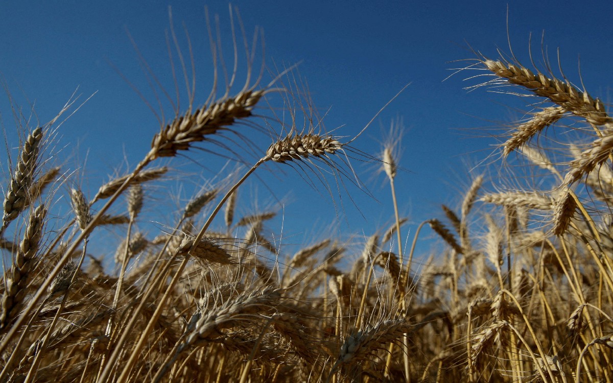 El G7 seguirá presionando económicamente a Rusia y abordará la “guerra del trigo”