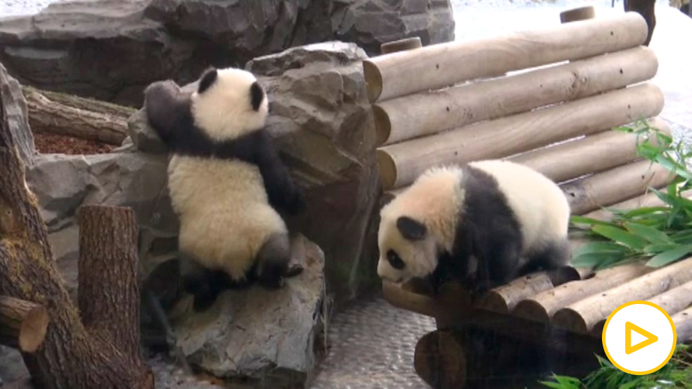 El zoológico presenta al público sus dos nuevas crias de osos panda