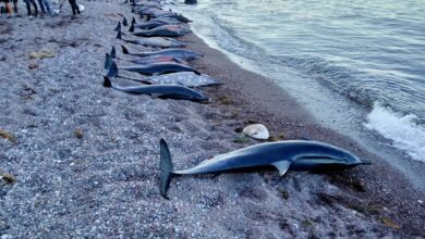 Hallan 33 delfines varados en playa de Baja California Sur | Videos