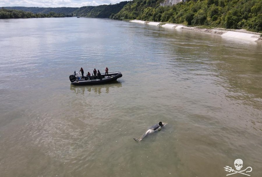 Hallan muerta a la orca que estaba varada en el río Sena