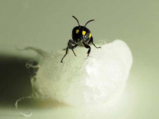 Humble Bee Bio de Nueva Zelanda está utilizando abejas para crear bioplásticos