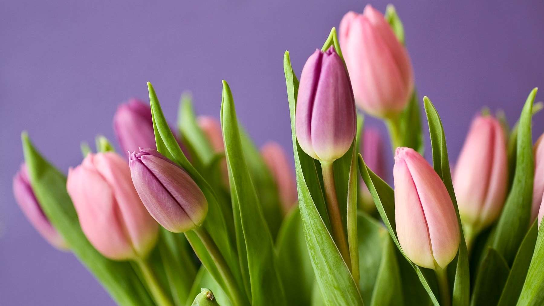 Las mejores flores regalar en el Día de la Madre