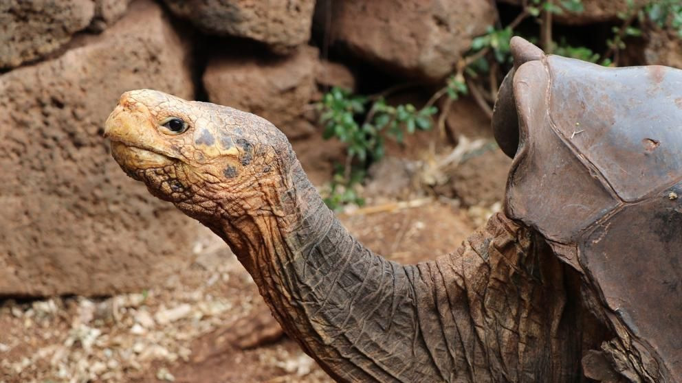 Las tortugas gigantes se salvan por el apetito sexual de Diego