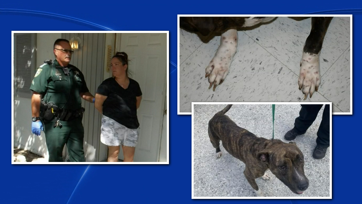 Mujer de Florida les dispara a sus perros con pistola de goma
