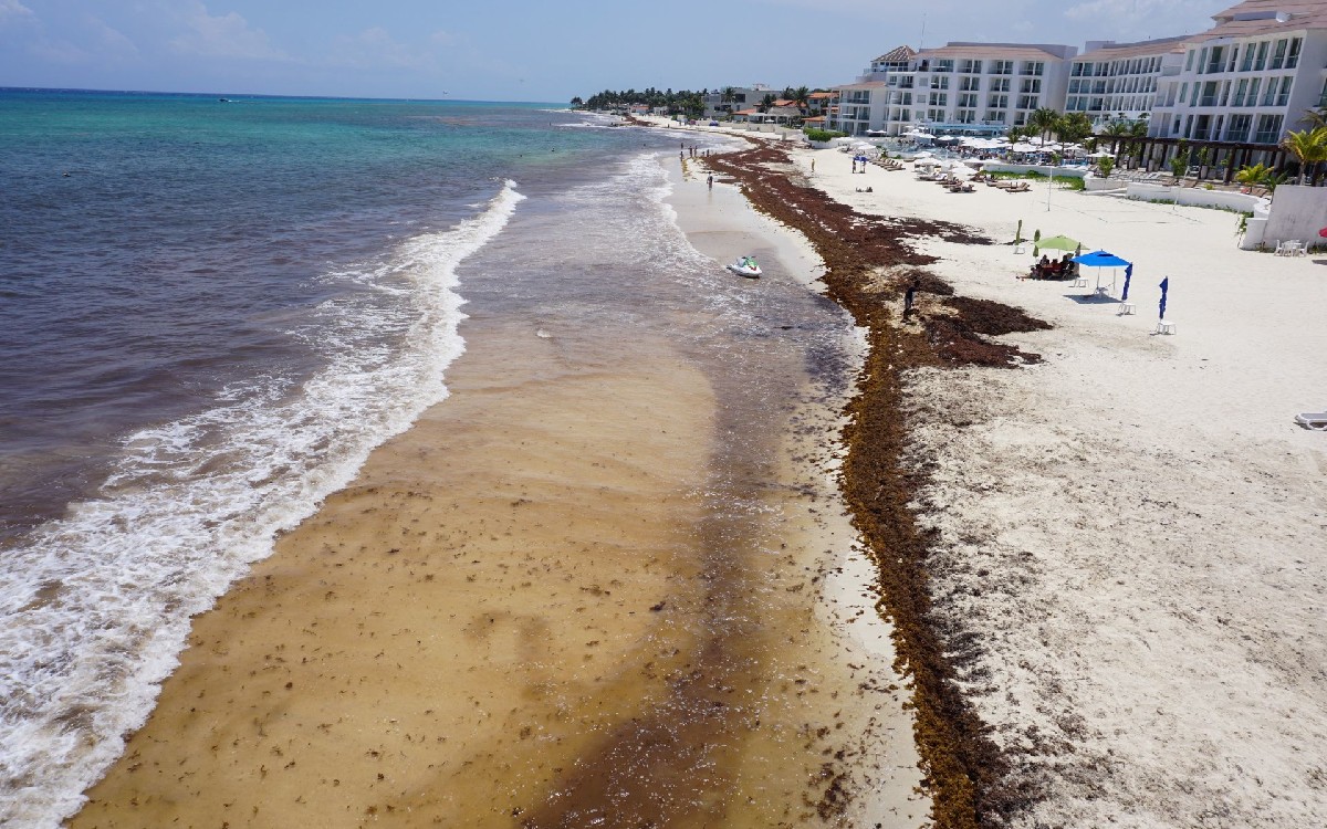 Prevén arribo de 'exceso de sargazo' en playas de Quintana Roo