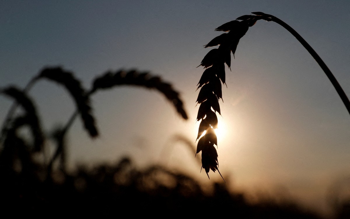 Producción de trigo en la India es afectada por ola de calor