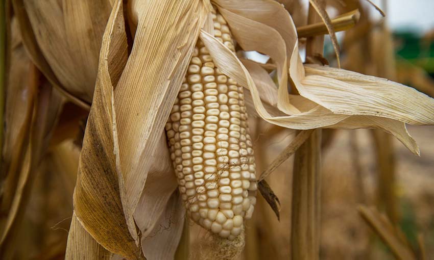 Segalmex comprará más de medio millón de toneladas de maíz para cumplir con el plan contra la inflación