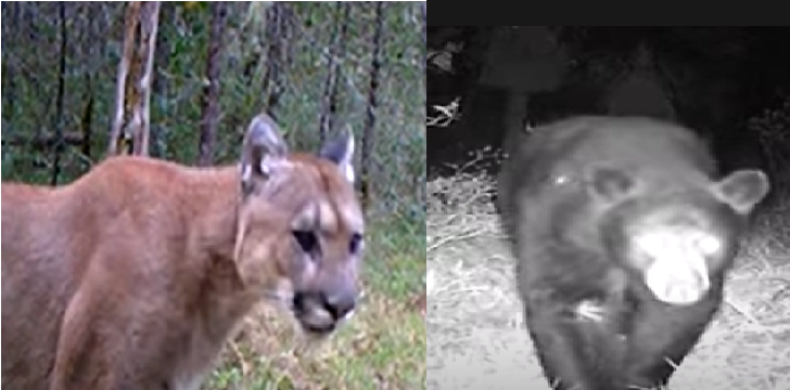 VIDEO: Graban presencia de Pumas y Osos Negros en zona de la Sierra Gorda de Querétaro