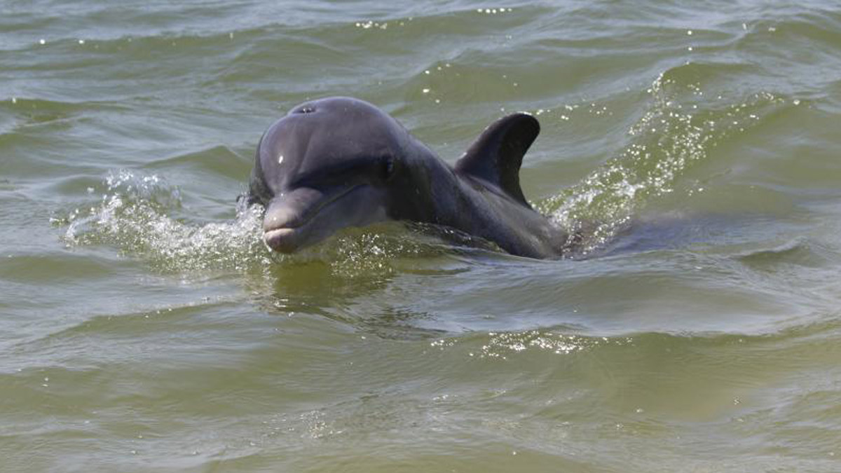 hay un delfín agresivo en North Padre Island
