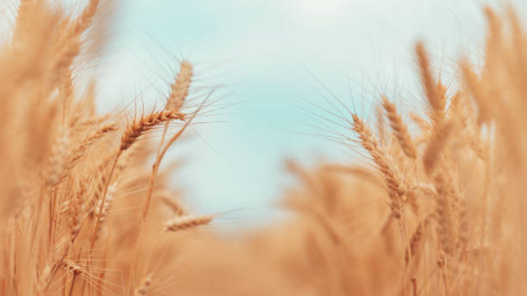 ¿Cuál es la diferencia entre el trigo duro y el trigo blando?