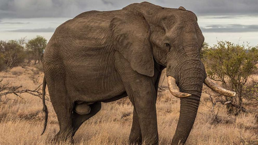 ¿Cuánto comen los elefantes al día? Alimentación de los animales