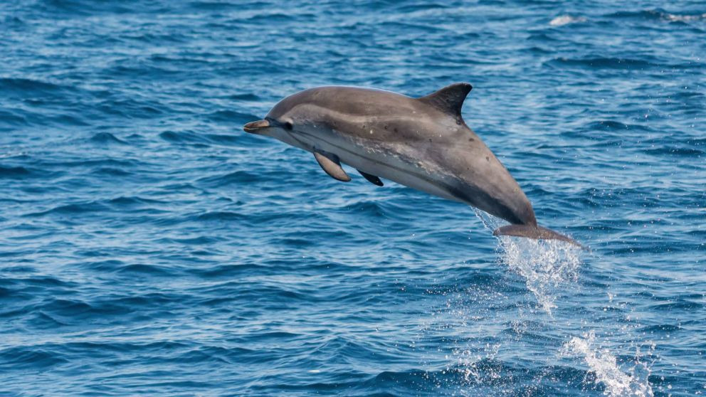 ¿Por qué saltan los delfines?