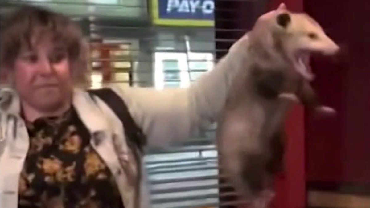 Enorme animal peludo se cuela en bar y aterroriza a clientes de Nueva York