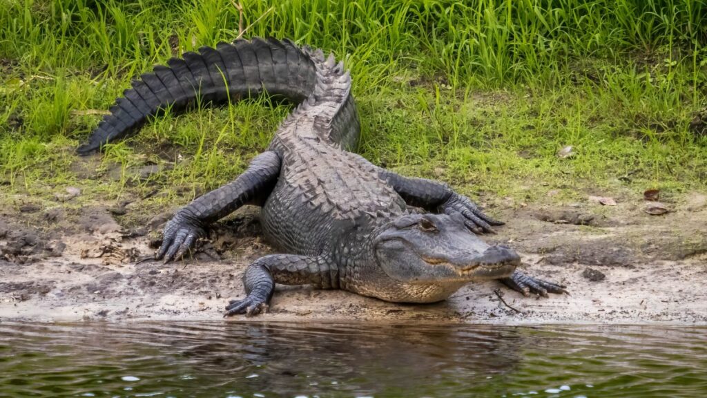 Ataque de caimán deja a hombre herido en Sarasota, Florida