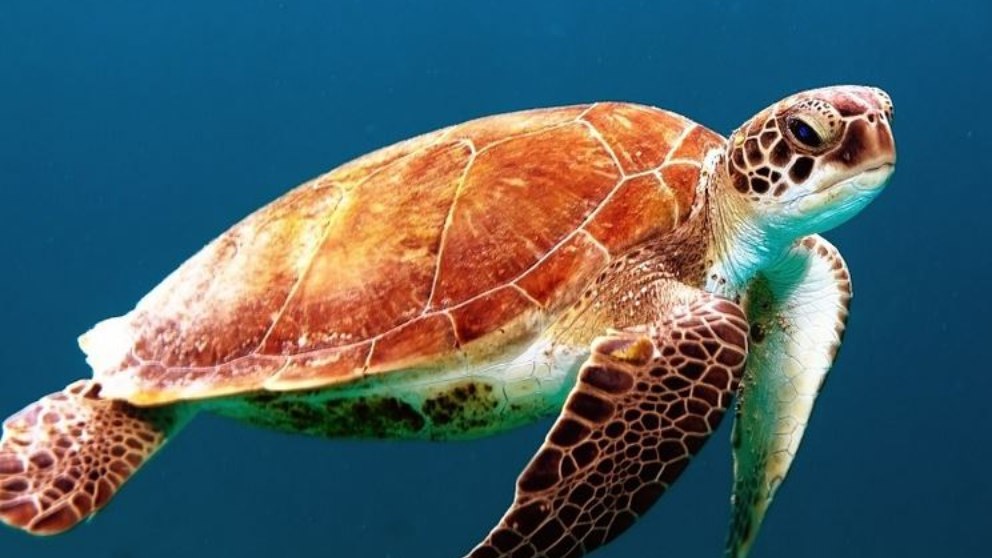 5 curiosidades de las tortugas