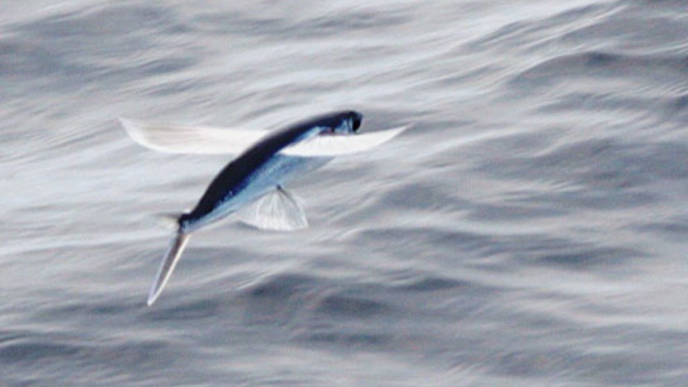 Animales increíbles: pez volador