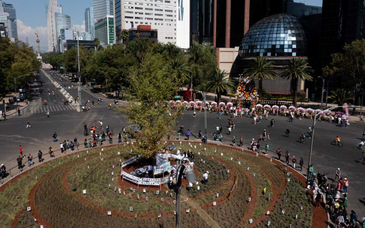 CDMX da la bienvenida al ahuehuete en Reforma… lo nombran el ‘guardián’ de los desaparecidos