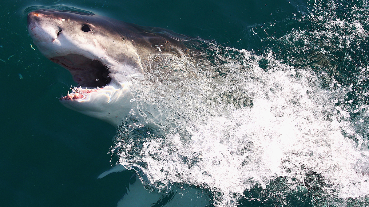 Colosal tiburón aparece en las costas de Nueva Jersey