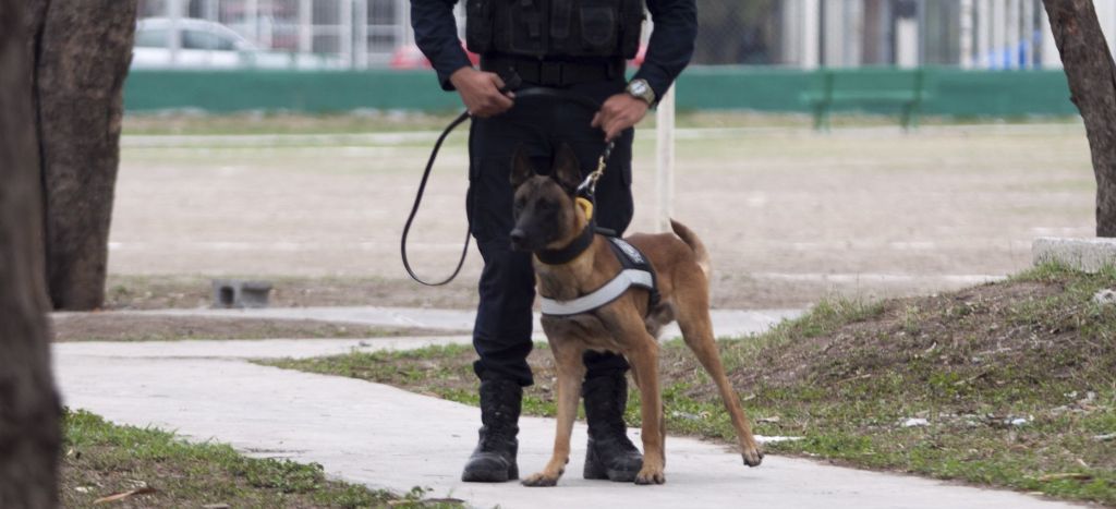 Con 10 binomios caninos buscan a desaparecidos en Oaxaca