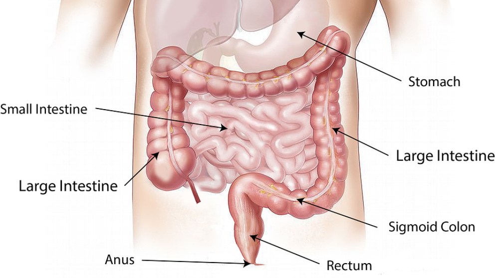 Cuál es la función del intestino grueso
