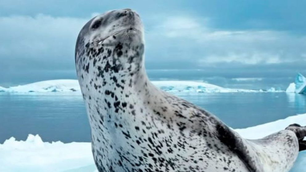 Curiosidades de la foca leopardo