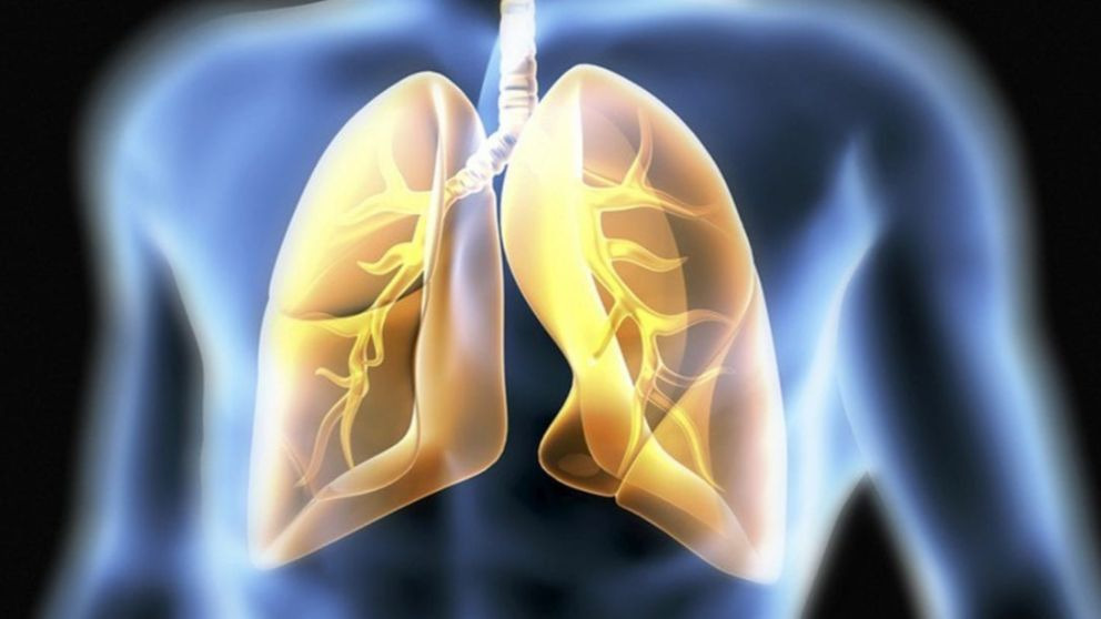 Curiosidades de los pulmones que debes conocer