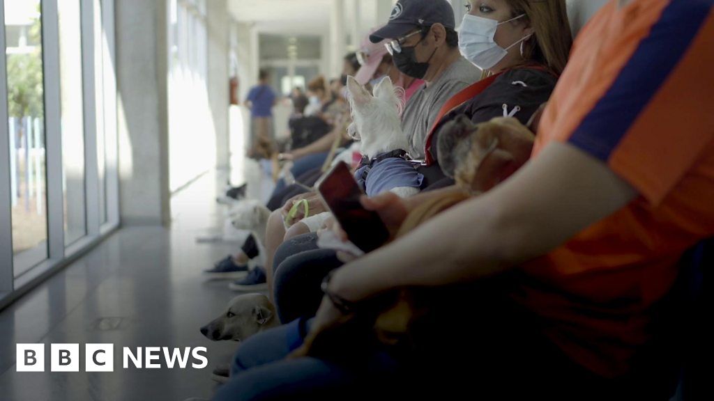 El Salvador's Bitcoin pet hospital