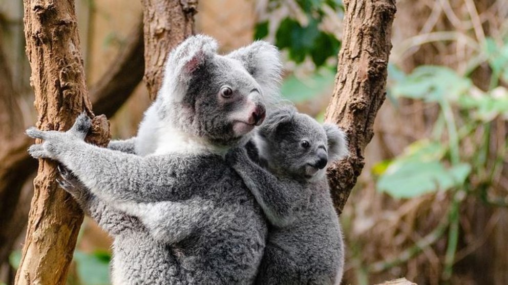 El koala, el animal que duerme más horas al día