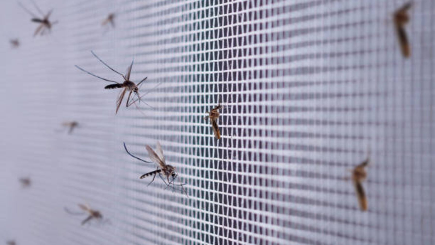El remedio casero que acaba radicalmente con moscas y mosquitos