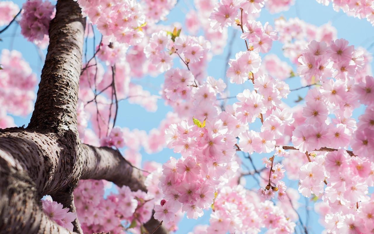 El significado de la flor del cerezo o sakura