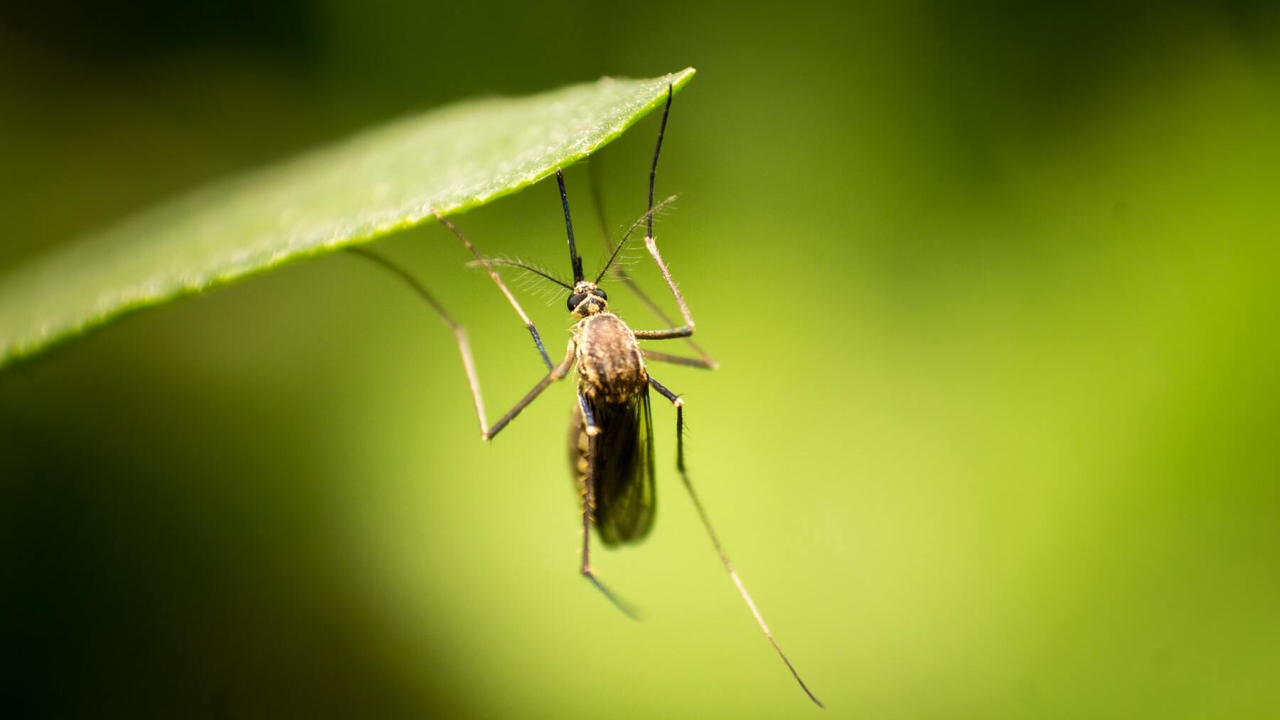 El truco casero infalible para evitar las picaduras de mosquitos