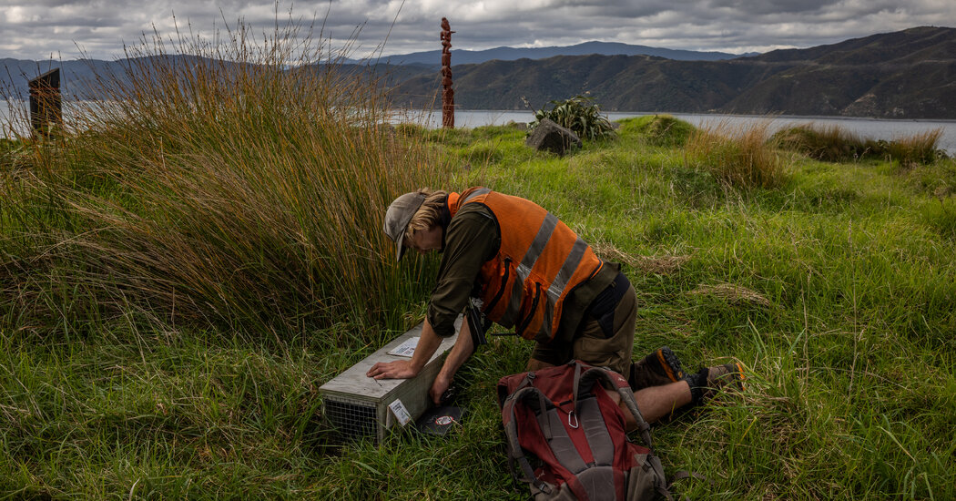 La crisis de la biodiversidad de Nueva Zelanda impulsa medidas extremas