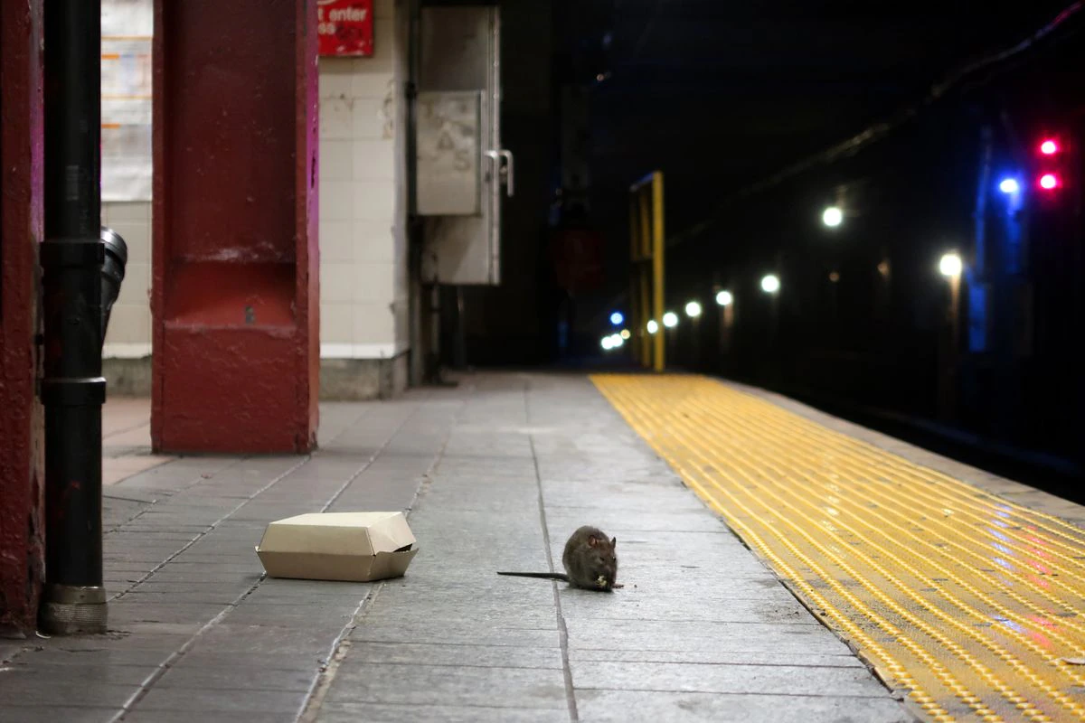 La invasión de las ratas empaña la imagen de recuperación tras la pandemia de Nueva York