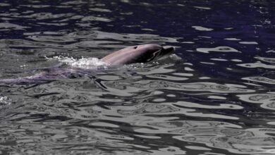 Los delfines del mar Negro, víctimas colaterales de la guerra en Ucrania