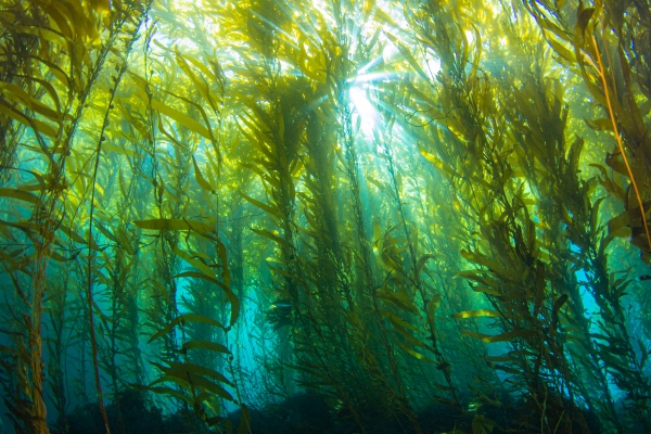 Los materiales derivados de algas marinas de AlgiKnit podrían reparar los hábitos tóxicos de la industria textil