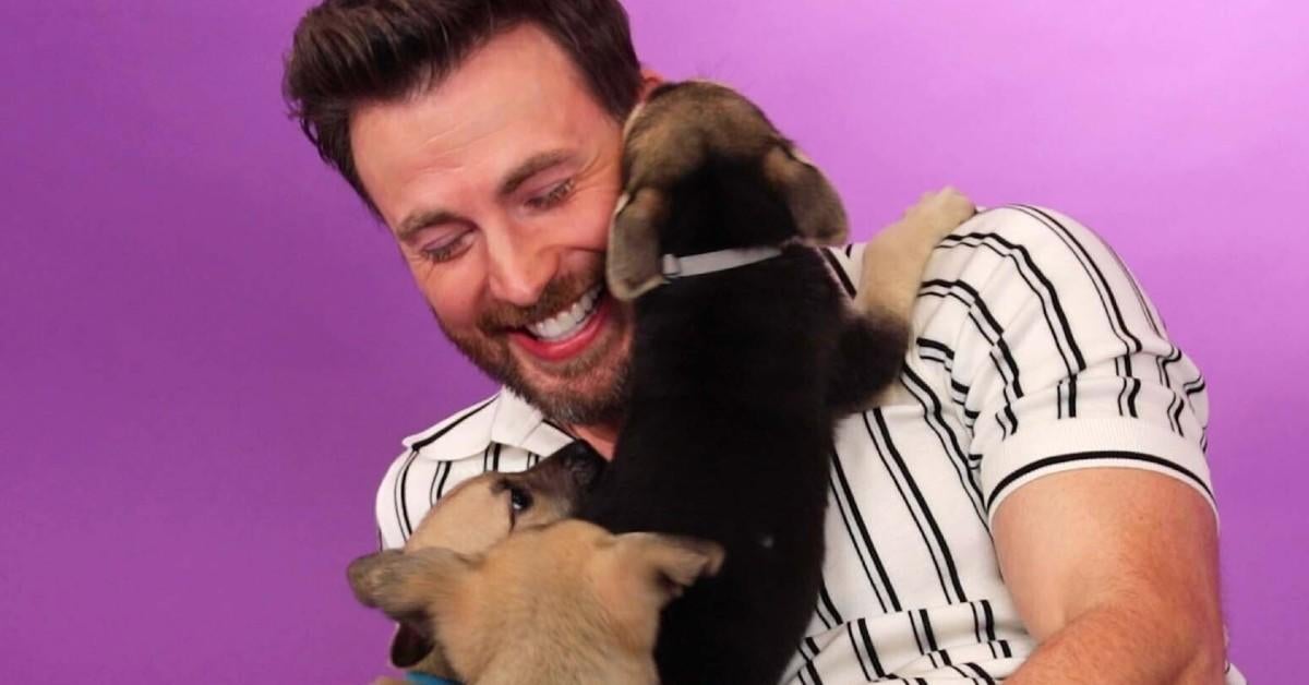 Mira a Chris Evans intentar dar una entrevista mientras está cubierto de cachorros