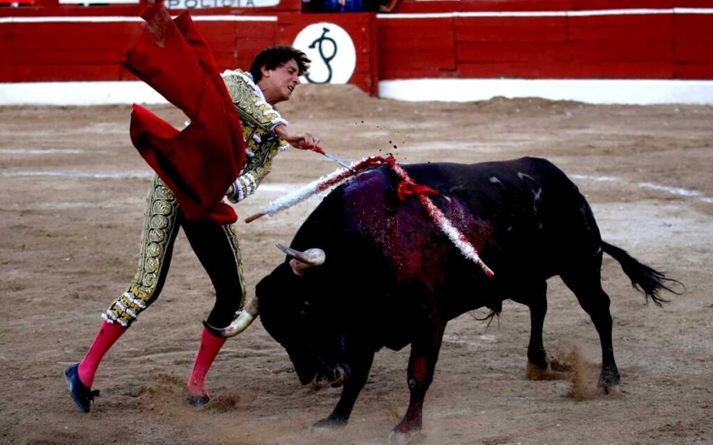 Nayarit carece de facultades para declarar peleas de gallos y corridas de toros como patrimonio cultural, concluye la Corte