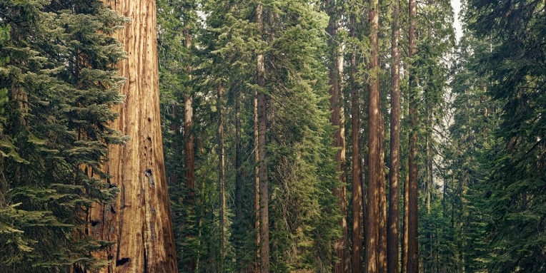 Vibrant Planet recauda una ronda inicial de $ 17 millones para hacer crecer la restauración forestal SaaS