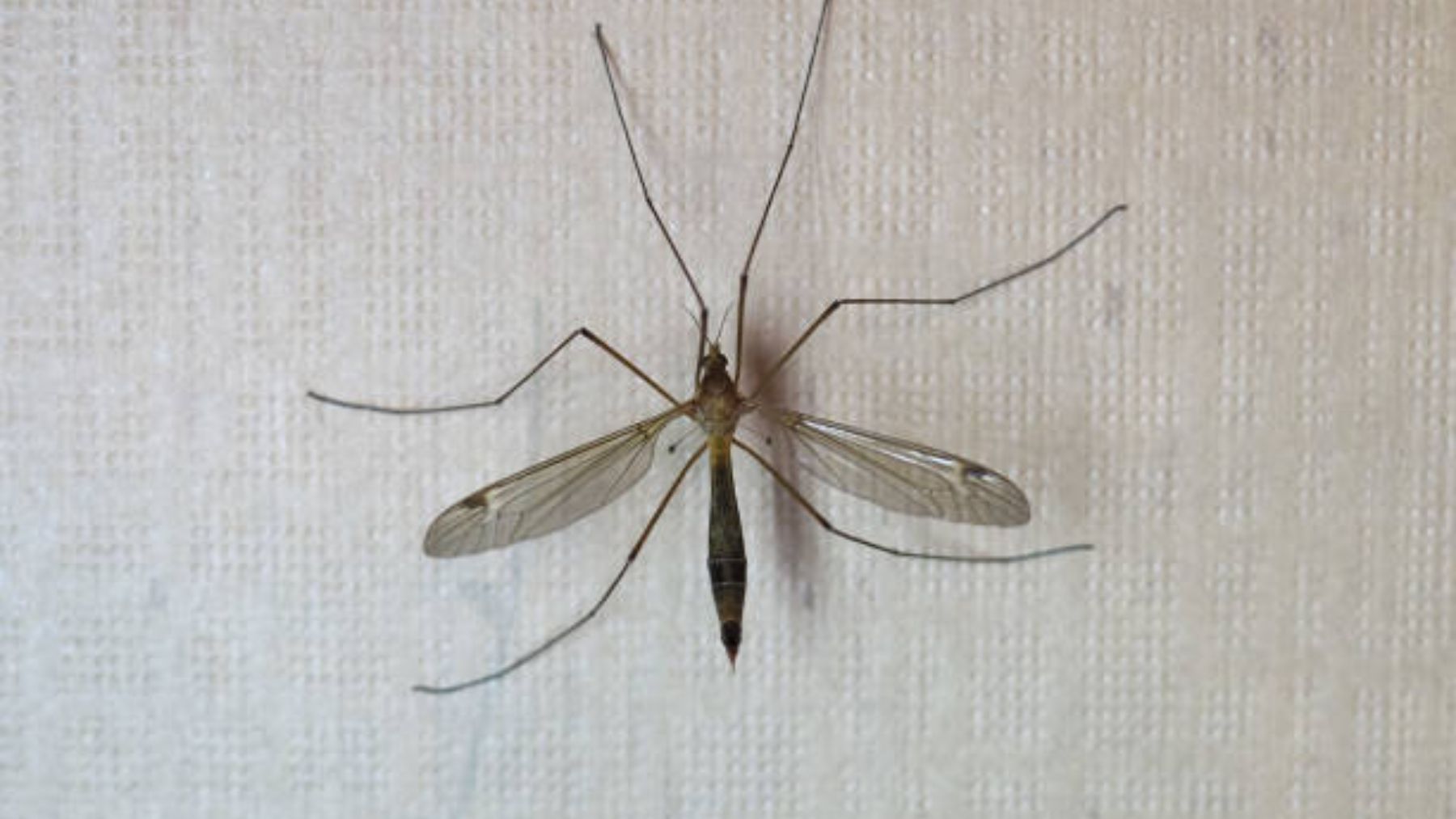 ¡Importante! Esto es lo que debes hacer si te encuentras a este mosquito en tu casa