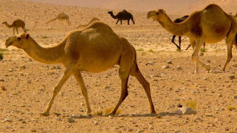 ¿En qué se diferencian el camello y el dromedario?