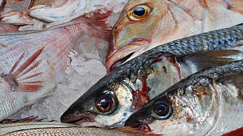 ¿Por qué los pescados con mercurio no son buenos para la salud?
