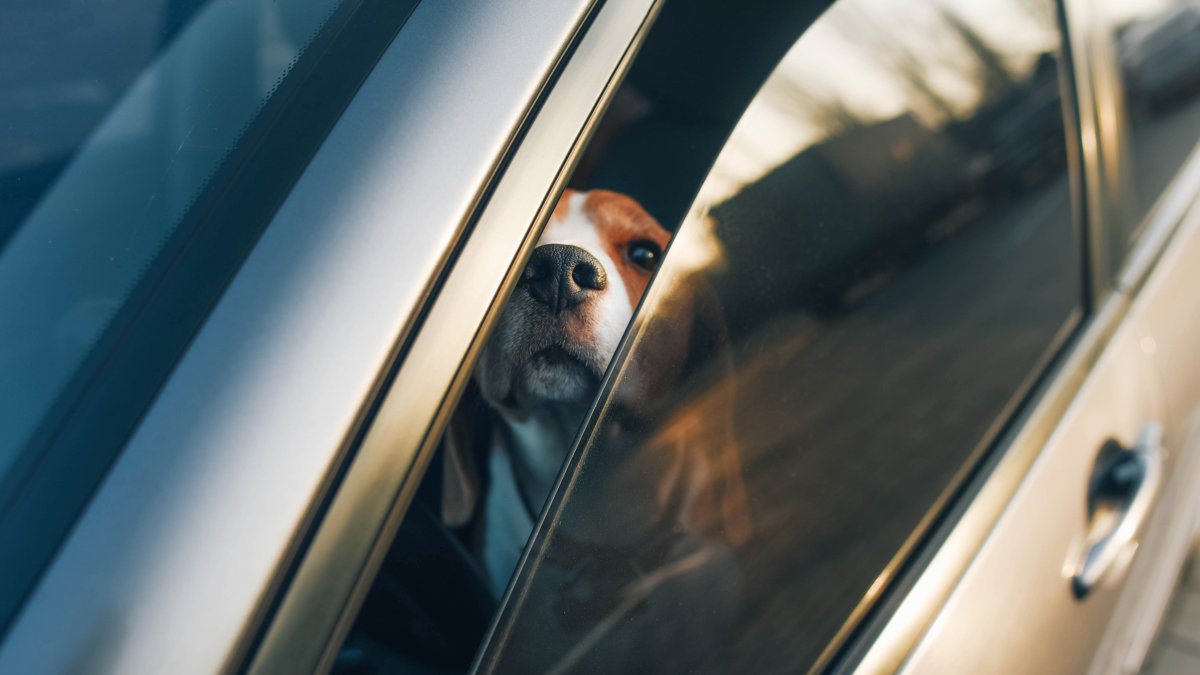 Perro muere por golpe de calor tras ser dejado dentro de un auto en Salt Lake City