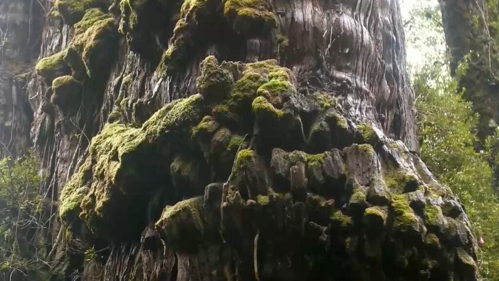 En video: descubren al que sería el árbol más viejo del mundo