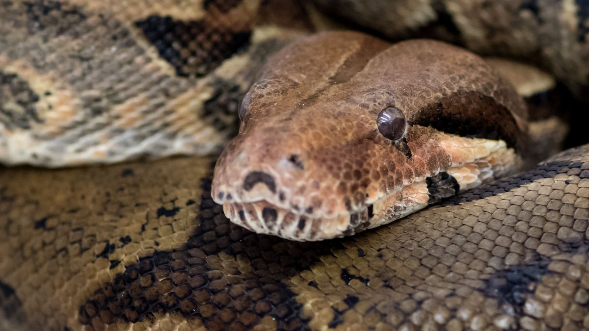 Joven muere tras ser estrangulado por su serpiente en Lehigh Valley